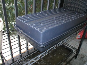 WheatGrass-Growing-Tray-with-Vented-Cover