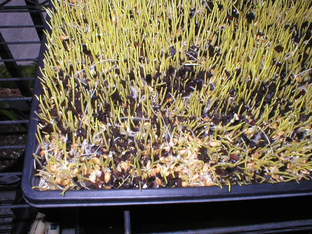 How To Grow WheatGrass Growing Instructions with Pictures