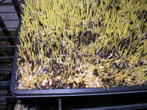 WheatGrass-Grows-in-Growing-Tray