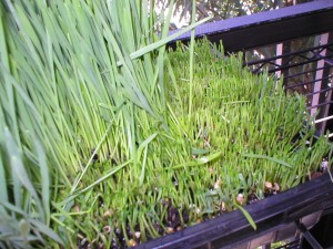 day-eight-of-wheatgrass-growing-and-wheatgrass-harvest-period