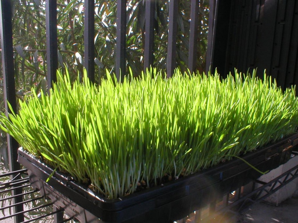 How To Grow WheatGrass Growing Instructions with Pictures