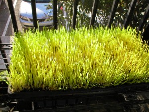 day-four-of-wheatgrass-growth-cycle