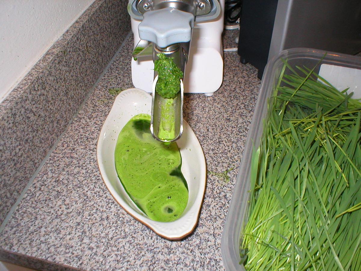 Juicing and Drinking Wheatgrass