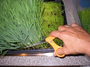 wheatgrass-harvesting