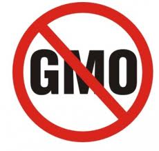 GMO genetically modified organisms